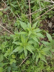 Eupatorium cannabinum