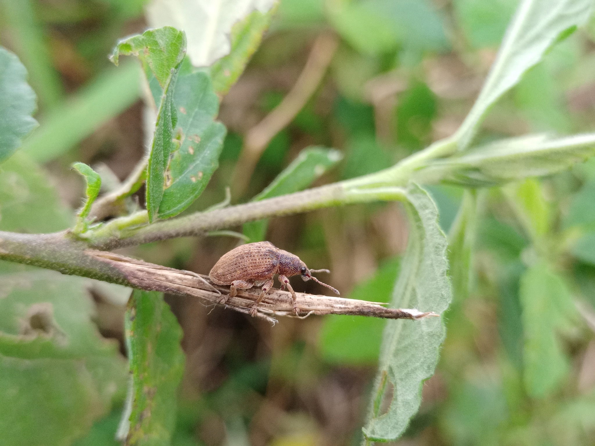 Entiminae image