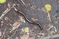 Thyropygus allevatus