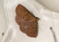 Sarobides inconclusa