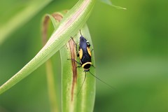 Hemithyrsocera vittata