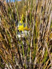 Bulbine favosa