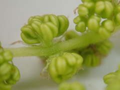 Quercus robur