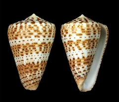 Conus canariensis
