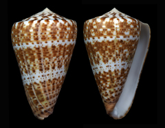 Conus canariensis