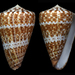 Conus canariensis - Photo (c) Fabrice Prugnaud, some rights reserved (CC BY-NC), uploaded by Fabrice Prugnaud