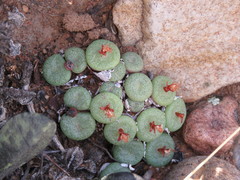 Conophytum truncatum