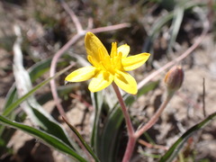 Hypoxis stellipilis