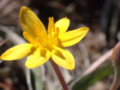 Hypoxis stellipilis