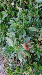 Dunalia brachyacantha