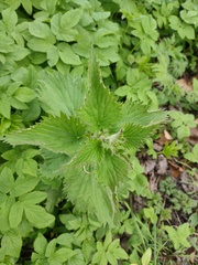 Urtica dioica