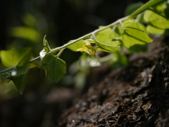 Nanorrhinum incanum