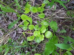 Parnassia glauca