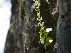 Nanorrhinum incanum