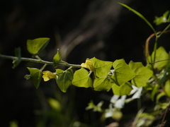 Nanorrhinum incanum