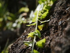 Nanorrhinum incanum