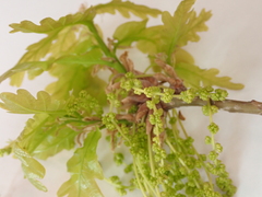 Quercus robur