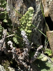 Cosentinia vellea