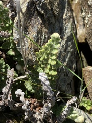 Cosentinia vellea