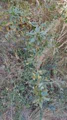 Dunalia brachyacantha