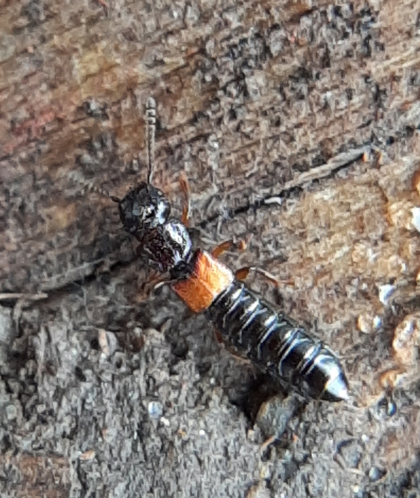 Rove beetle