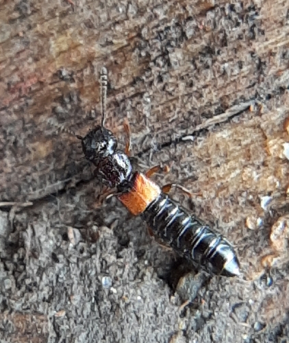 Rove beetle