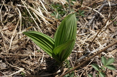 Veratrum nigrum