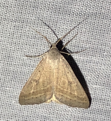 iNaturalist observation photo of Caenurgia togataria