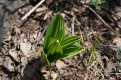 Veratrum nigrum