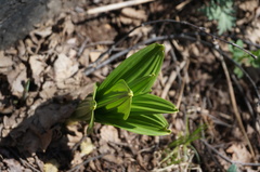 Veratrum nigrum