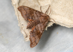 Cypoides chinensis