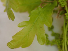 Quercus robur