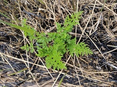 Oenanthe crocata