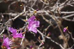 Rhododendron mucronulatum