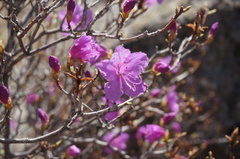 Rhododendron mucronulatum