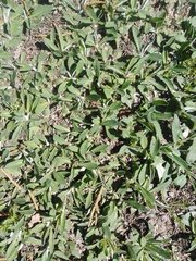 Pilosella officinarum