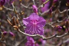 Rhododendron mucronulatum