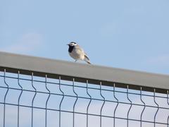 Motacilla alba