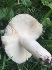 Russula vinacea