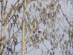 Phylloscopus trochilus