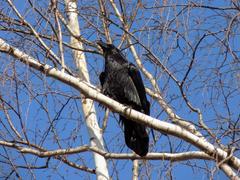 Corvus corax