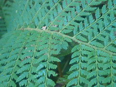 Polystichum incongruum