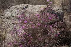 Rhododendron mucronulatum