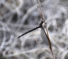 Ascaloptynx appendiculata