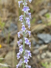 Anarrhinum