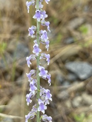 Anarrhinum
