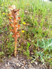 Orobanche amethystea
