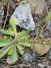 Anarrhinum