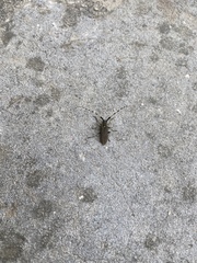 Agapanthia annularis