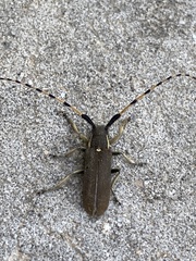 Agapanthia annularis